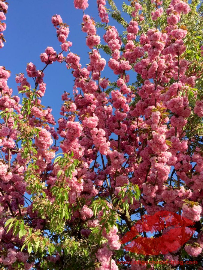 8a1308c9-d52f-4073-9d0f-b01c2a9d2a6d